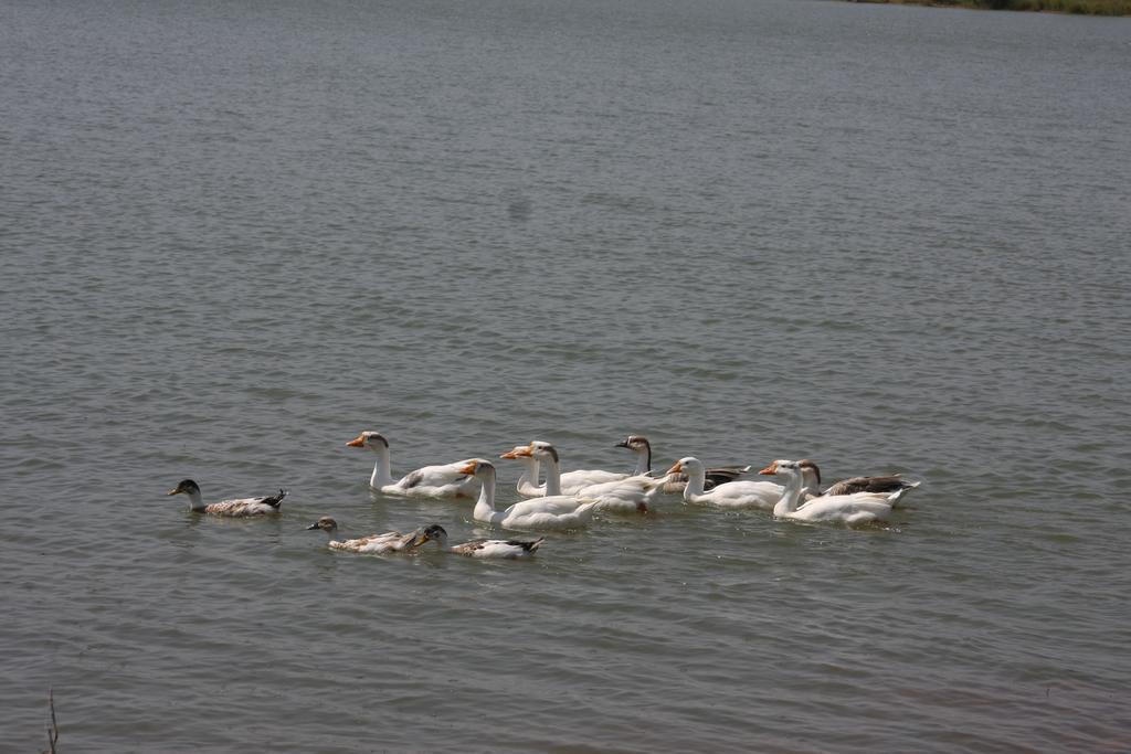Juesta Lake Nahargarh Palace, Chittorgarh Pārsoli エクステリア 写真